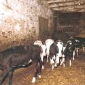 1980: Estable de les vaques lleteres que proporcionaven la llet que era venuda a Sant Just Desvern. 